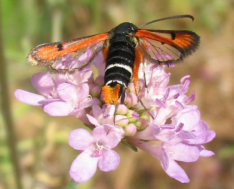 Pyropteron chrysidiforme